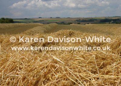 img_4897harvest-time-kdw