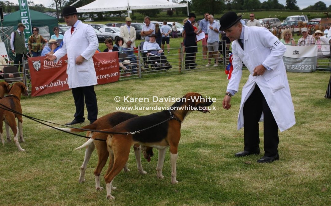 Old English Foxhounds