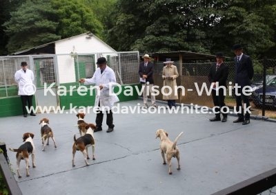 IMG_5508Stour Valley Beagles doghounds