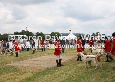IMG_5608Stallion hound class