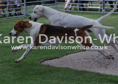 IMG_5656Monarch and Moleskin lemon hound