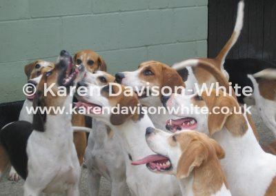 img_5658hounds-faces