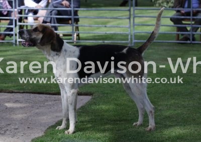 IMG_5667Sterling - G&R Stilton '14 - Gaity '13