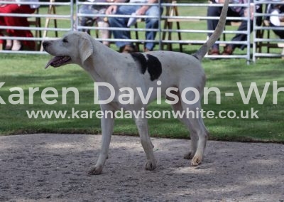 IMG_5669Stagger by G&R STILTON '14 - Gaity '13