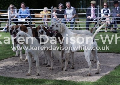 IMG_5674wnfh Dog hounds karendavisonwhite