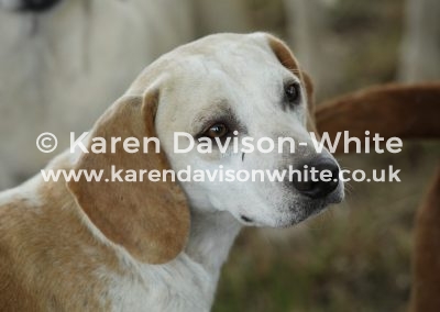 IMG_5683SVBWarlock karendavisonwhite