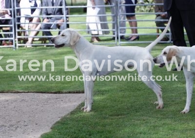 IMG_5707Stubborn G&R Stilton '14- Gaity '13 champ.