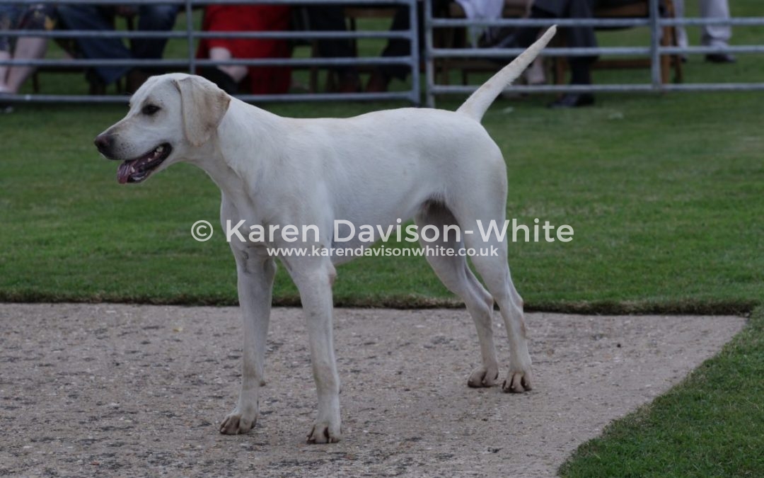West Norfolk Puppy Show 20.6.18 take two