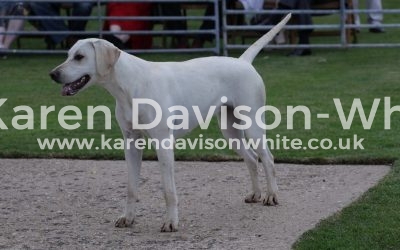 West Norfolk Puppy Show 20.6.18 take two