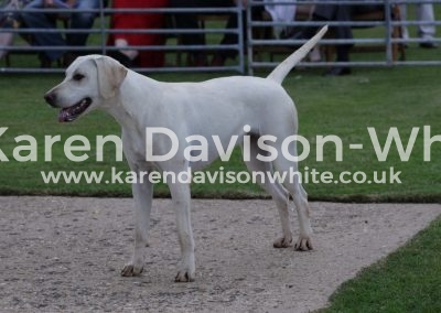 IMG_5739Champion Stubborn G&R STILTON '14 - Gaity '13
