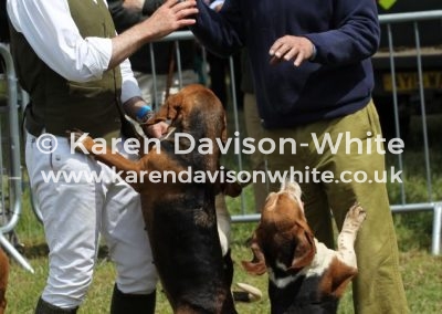 IMG_5742De Burgh and North Essex harehounds karendavisonwhite