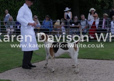 IMG_5742Moses won dog hound and Stubborn championship