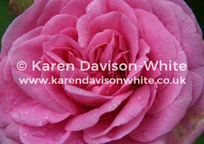 img_5748gertrude-jekyll