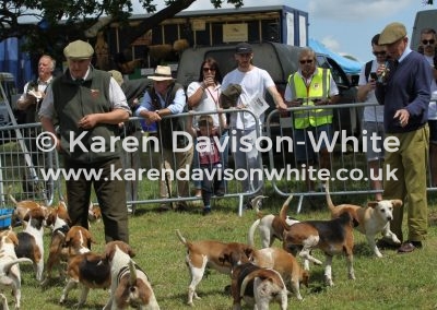 IMG_5750Stour Valley Beagles karendavisonwhite