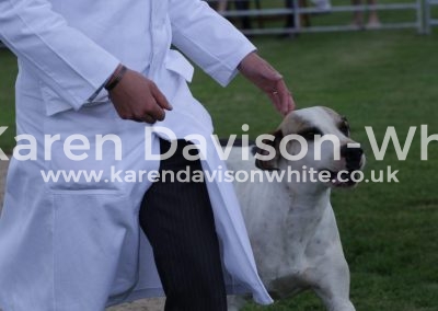 IMG_5752Roland best working 1st season dog hound.