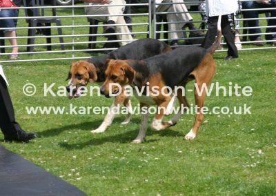 img_5759percy-karendavisonwhite-co-uk