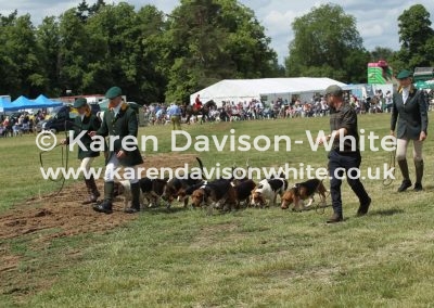 IMG_5820De Burgh and North Essex Hare Hounds karendavisonwhite