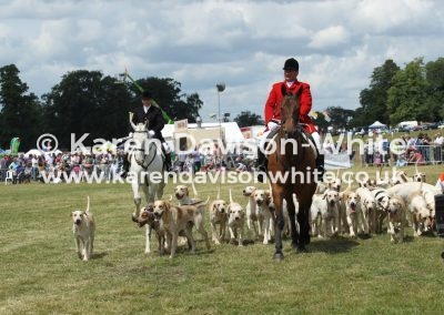 IMG_5827Suffolk Foxhounds karendavisonwhite