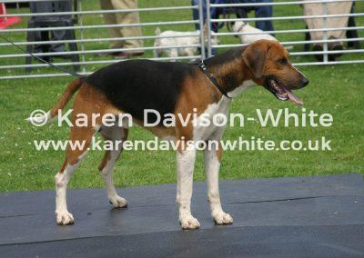 img_5847percy-foxhounds-karendavisonwhite-co-uk