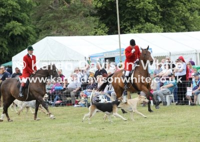 IMG_5865Dunston and Suffolk karendavisonwhite