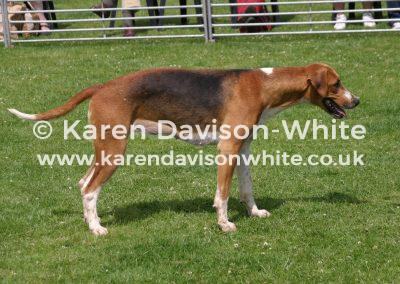 img_5879percy-lilac-best-bitch-june2013