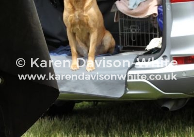 IMG_5884Labrador was in charge of Hounds Mag stand. karendavisonwhite