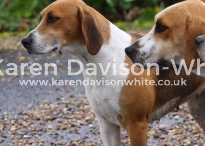 IMG_5918Easton Harriers karendavisonwhite