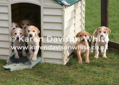 img_5950suffolk-puppies-kdwimage