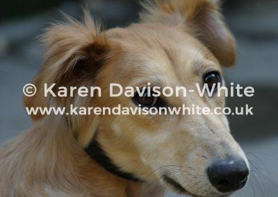 img_6075saluki-lurcher-kdw
