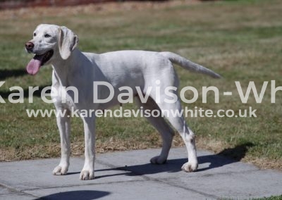 IMG_6170NNH LICHEN Best sponsored Hound 2017 18 kdw