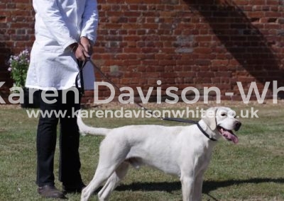 IMG_6178NNH Blakney (TVH Barrister - NNH Lacey) best dog hound