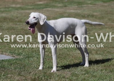 IMG_6187champion puppy 2018 Blackberry (TVH Barrister - NNH Lacey)