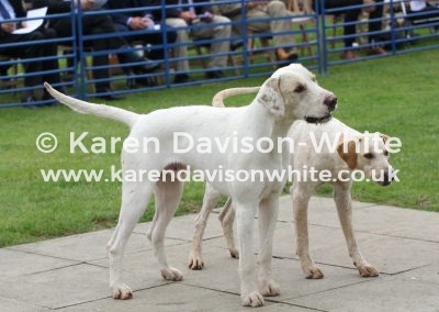 IMG_6464Thurlow BALKAN (G&R BROKER '15 - NCH BANDBOX '16 ) Best dogh