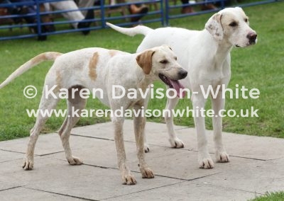 IMG_6474btich won championship Friendly ( NCH RALLYWOOD '16- Their Freya '16)