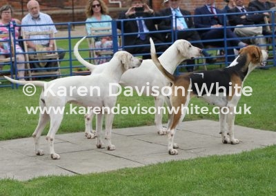 IMG_6494Best working hounds