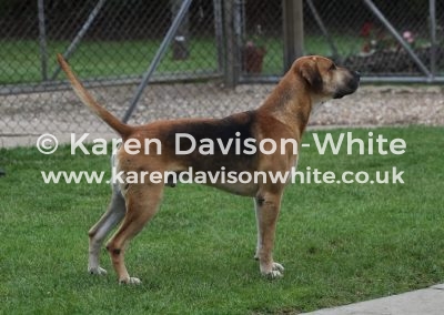 IMG_6517Stallion hound Dumfriesshire Buchanan Jardne line