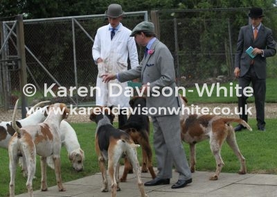 IMG_6532Sftallion hounds kdw