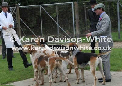 IMG_6542Stallion hounds