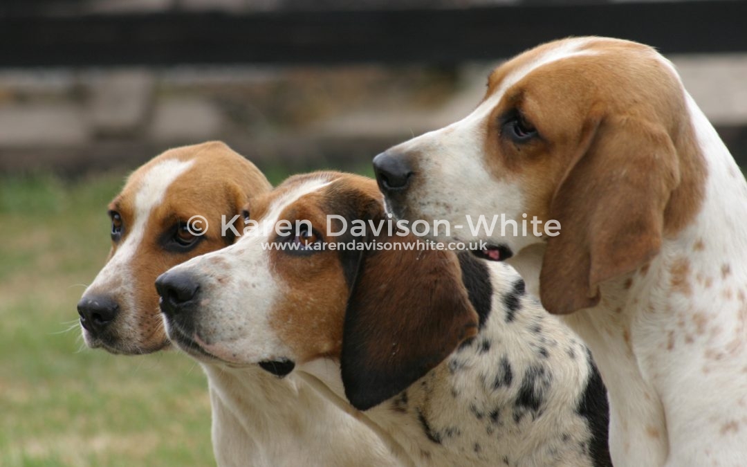 East Lincs. Bassets 2013