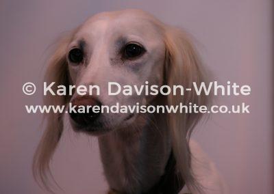 img_6552saluki-kdwimage