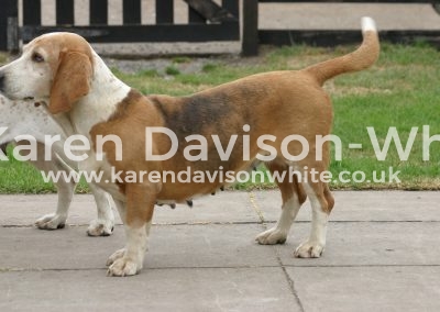 IMG_6552former Peterborough champion TRIFLE EAST LINCS BASSETSkarendavisonwhite copyright