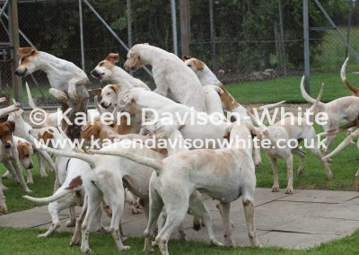 IMG_6607Thurlow fohounds kdwimage