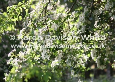 IMG_6695karendavisonwhite