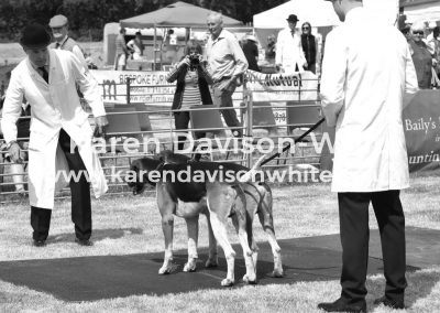 IMG_6724 (2)Percy Foxhounds kdwimage
