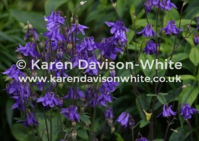 IMG_6728karendavisonwhite