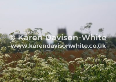 IMG_6736cow parsley favourite