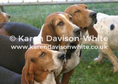 img_6761de-burgh-and-n-essex-hh-karendavisonwhite
