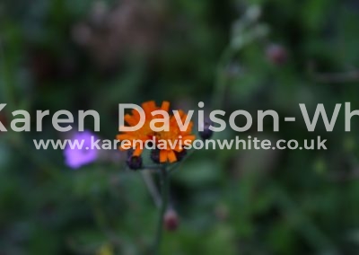 IMG_6840Fox and cubs wild flower