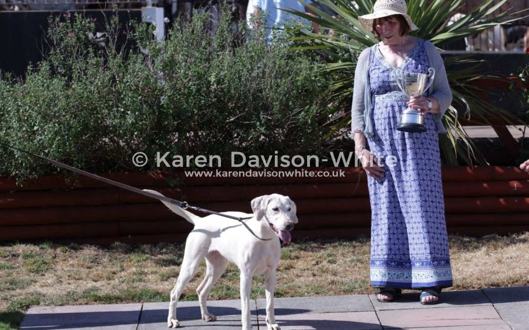 Minehead Harriers Puppy Show Saturday 7th July, 2018