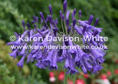 img_6950-in-the-purple